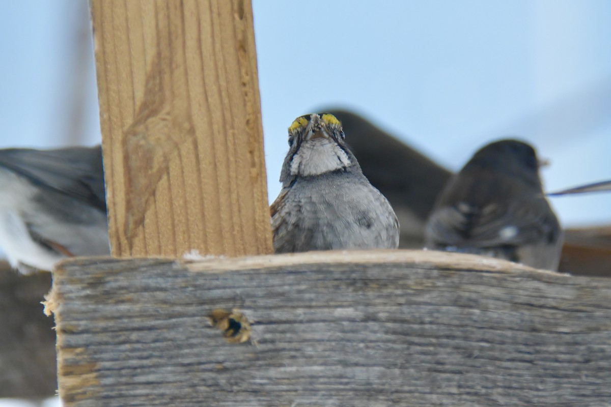 White-throated Sparrow - ML306982581