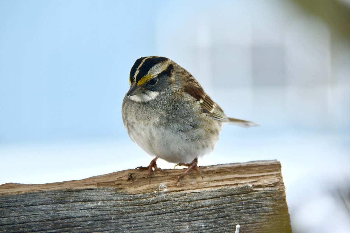 White-throated Sparrow - ML306982591