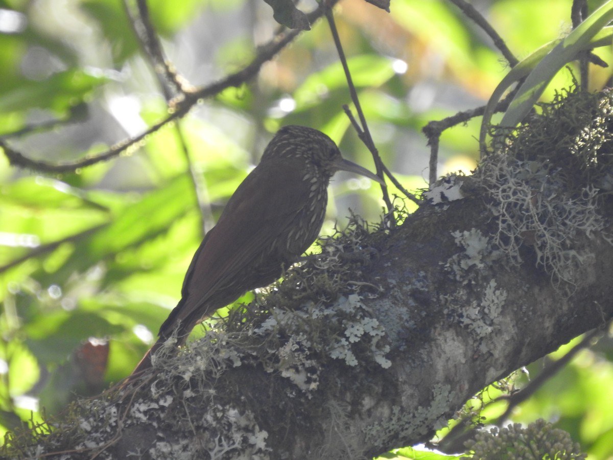 Spot-crowned Woodcreeper - ML306983321