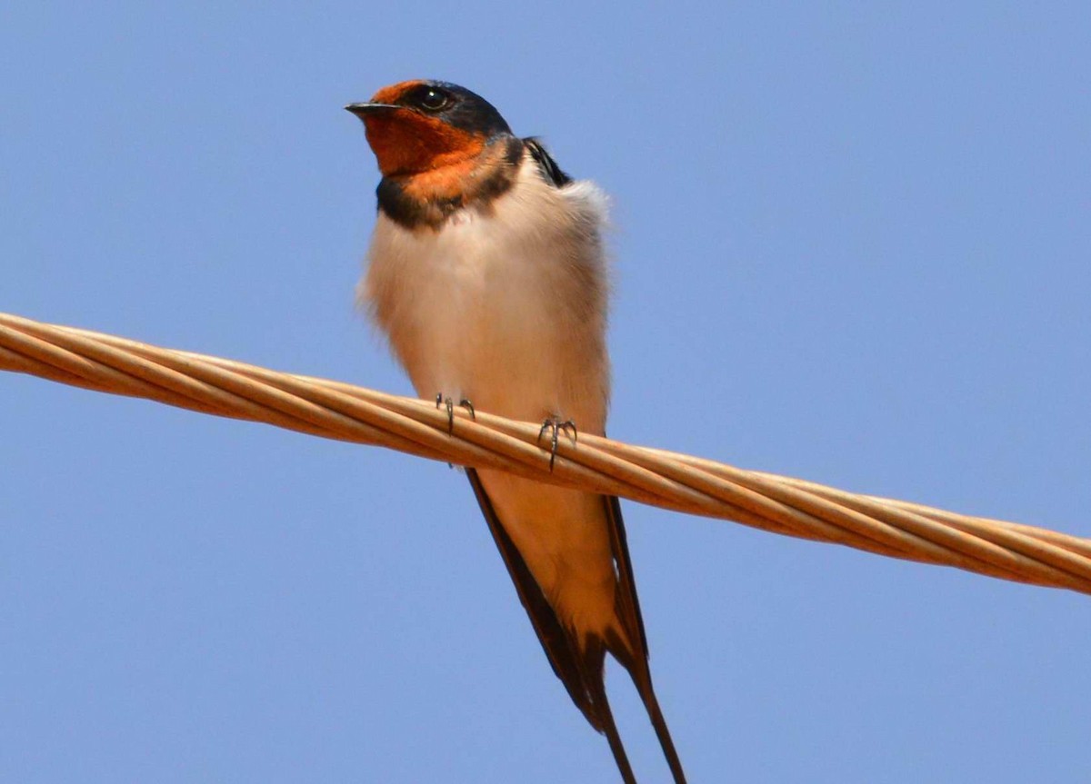 Barn Swallow - Harshavardhan Jamakhandi