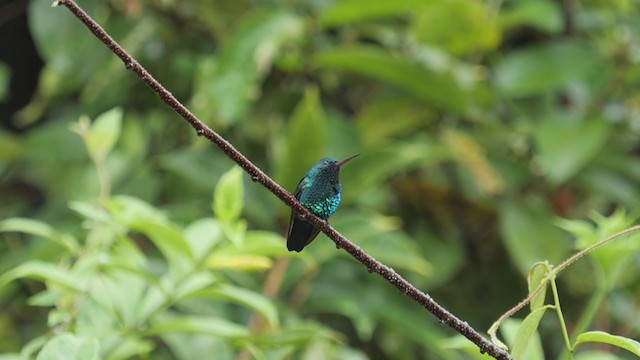 Blue-chinned Sapphire - ML306985171