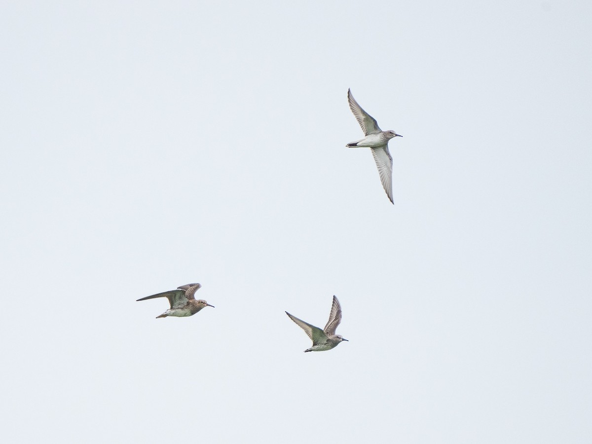 White-rumped Sandpiper - ML306986311