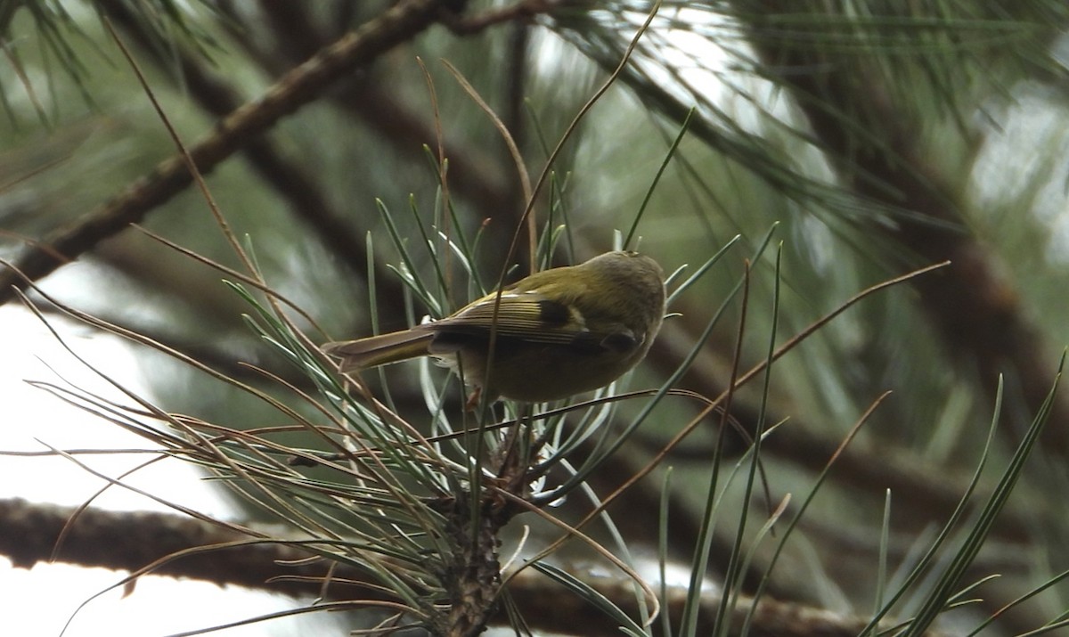 Goldcrest - ML306989051