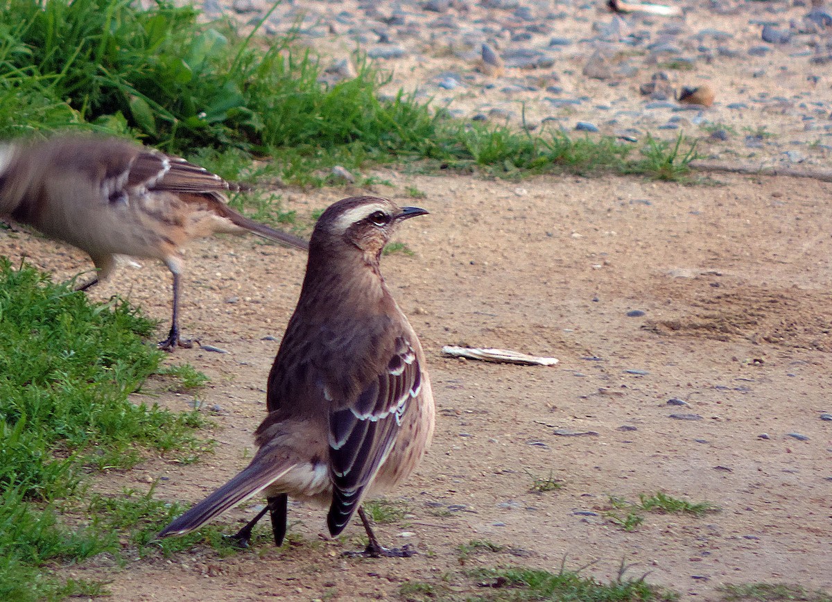 Chilean Mockingbird - ML30699151