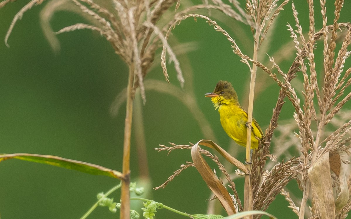 African Yellow-Warbler - ML306992831