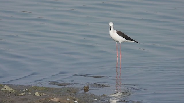 Black-winged Stilt - ML306993051