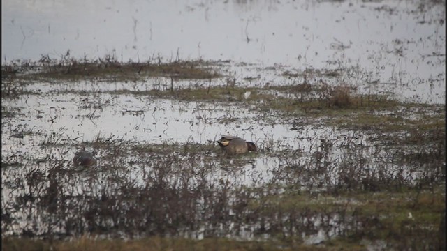 Green-winged Teal (American) - ML306994771