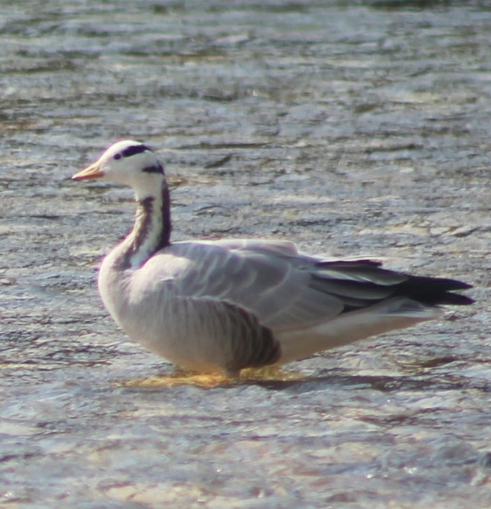 Bar-headed Goose - ML306995691