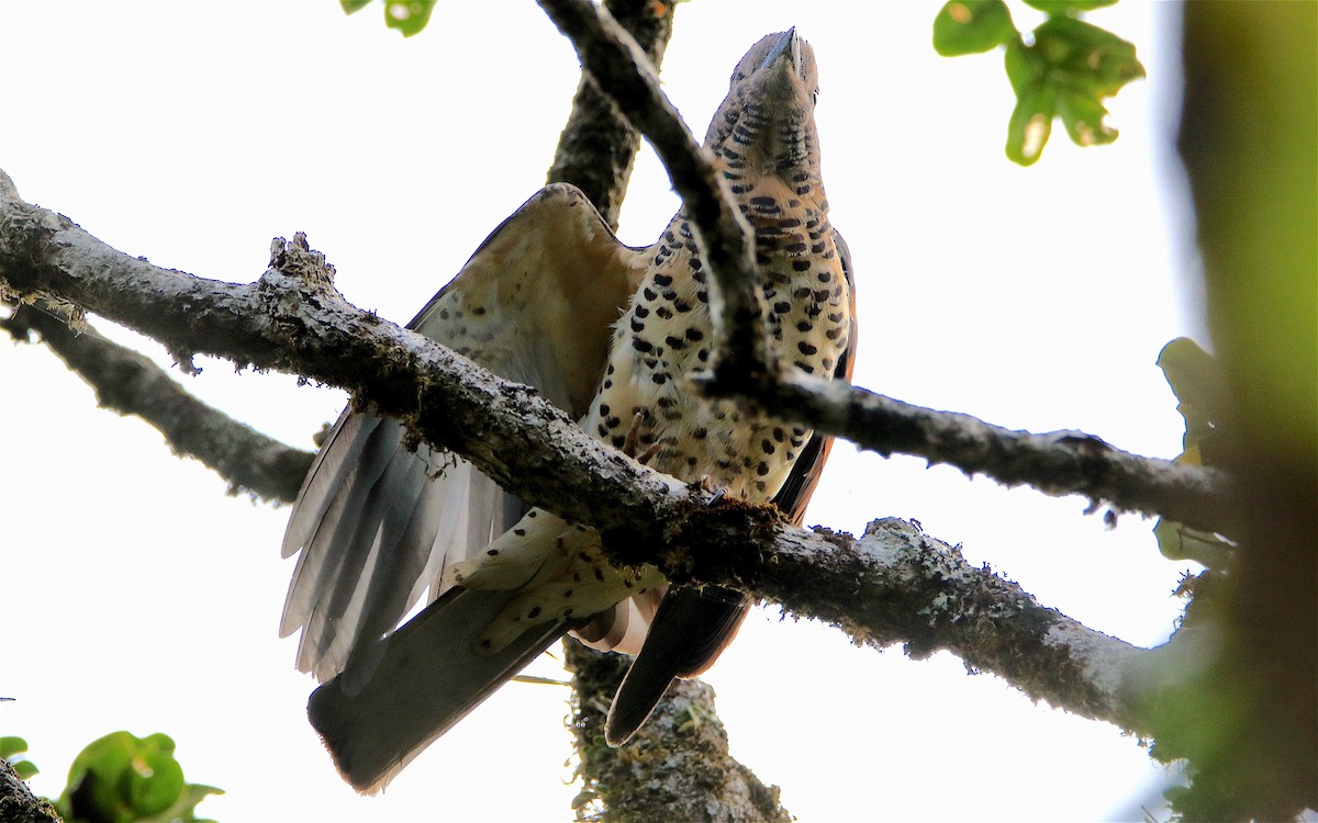 Cuckoo-roller - ML306995921