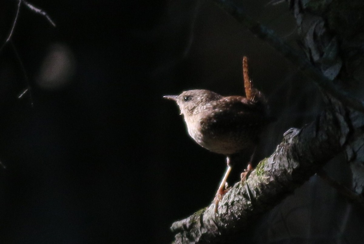 Troglodyte des forêts - ML30699661