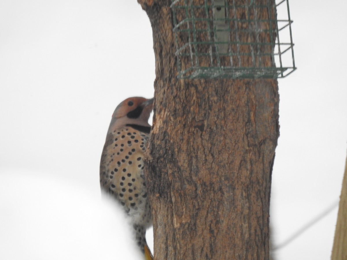 Northern Flicker - ML306996791