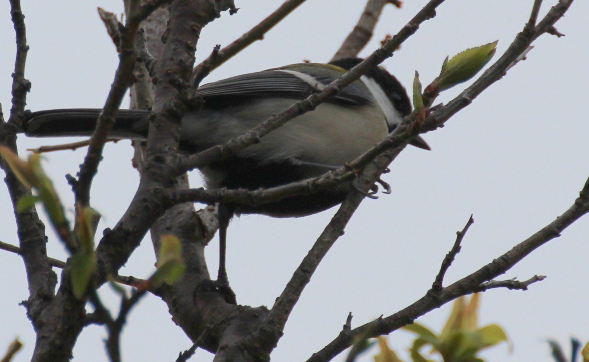 Asian Tit (Japanese) - ML306998041