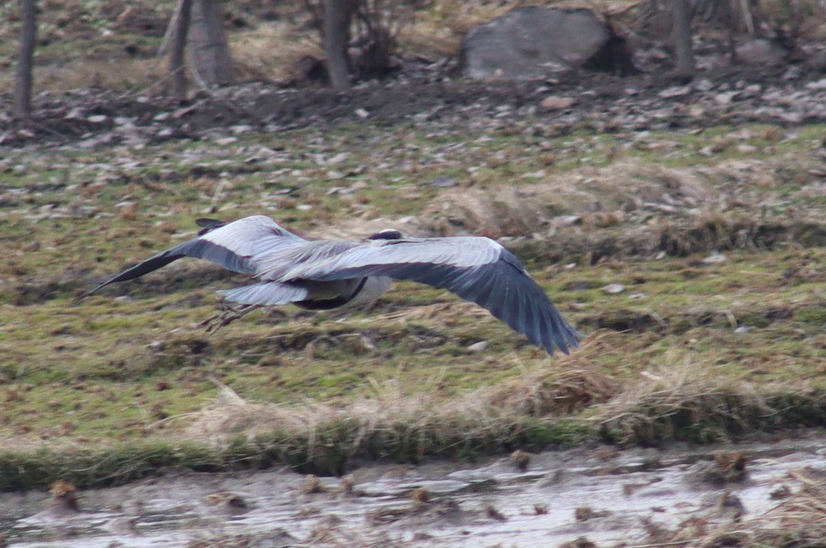 Gray Heron - Firdous Parray