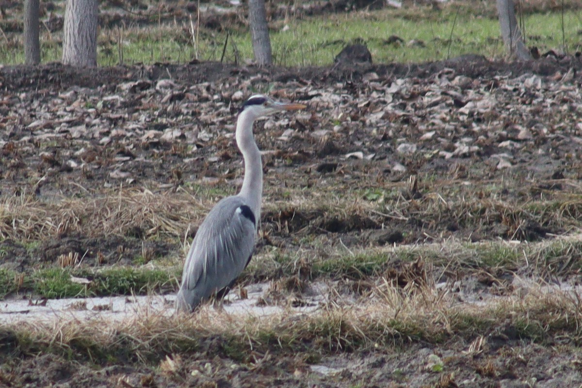 Gray Heron - Firdous Parray