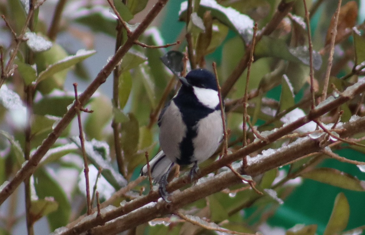 Cinereous Tit - ML306998321