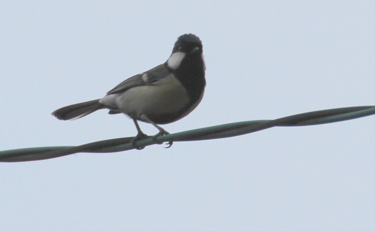 Asian Tit (Japanese) - ML306998691
