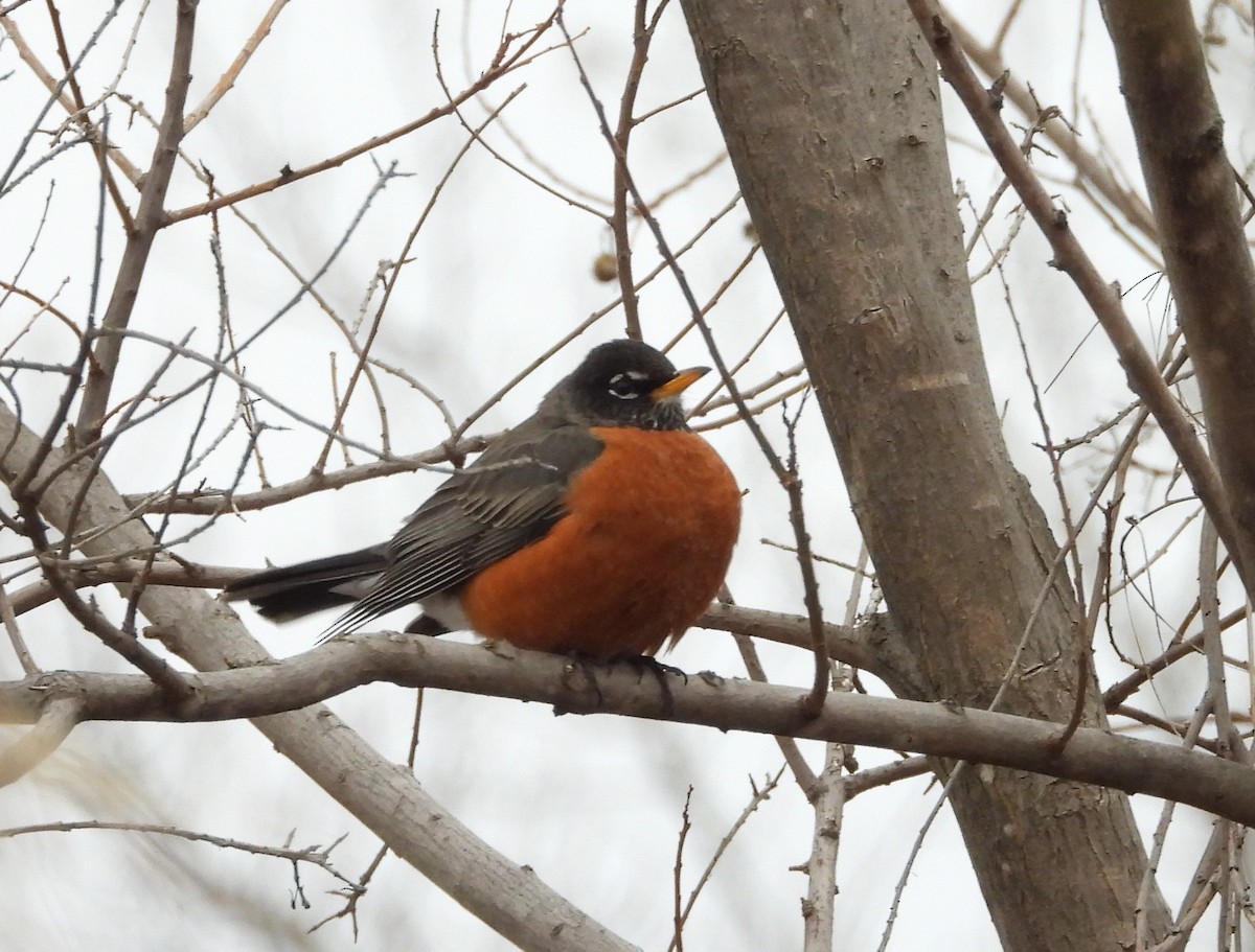 American Robin - ML306999721