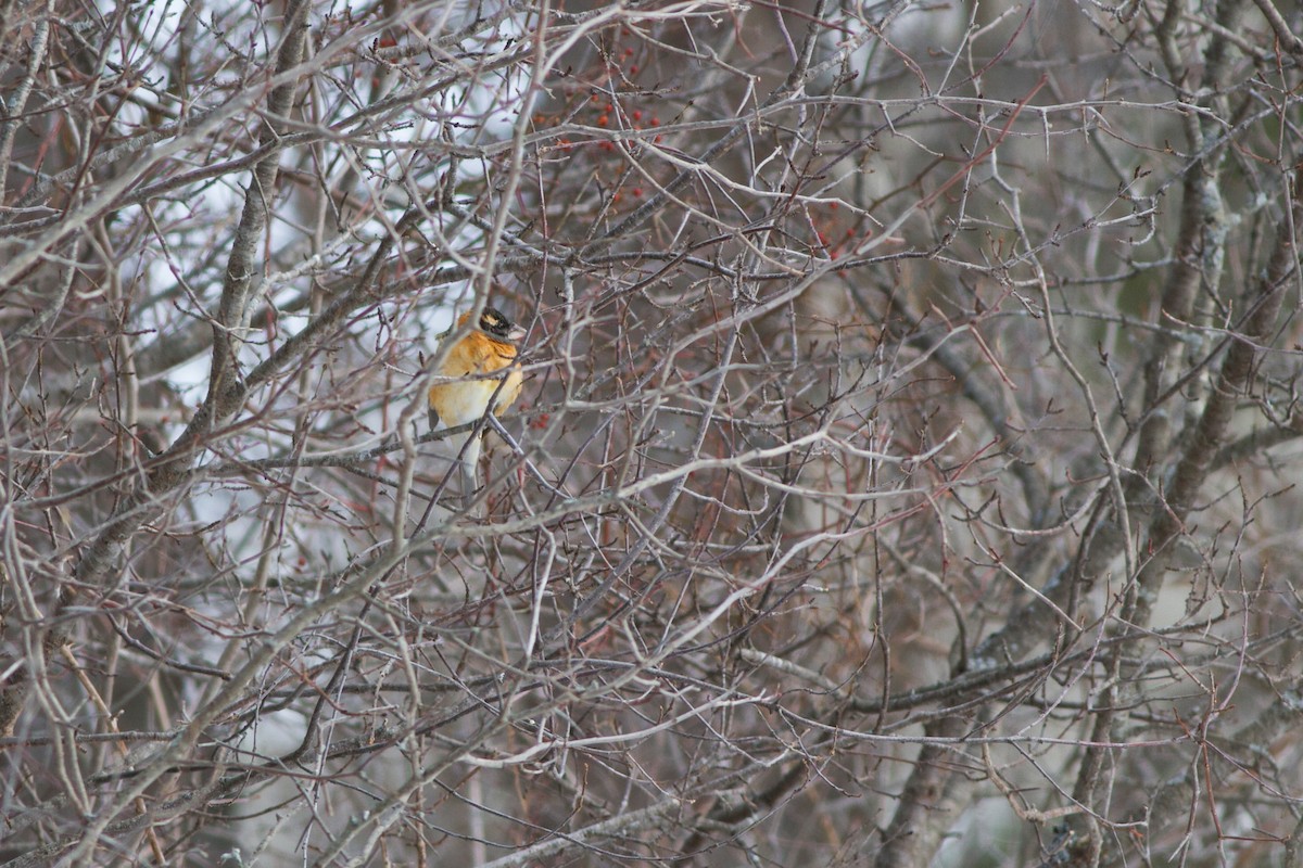 Black-headed Grosbeak - ML307000121