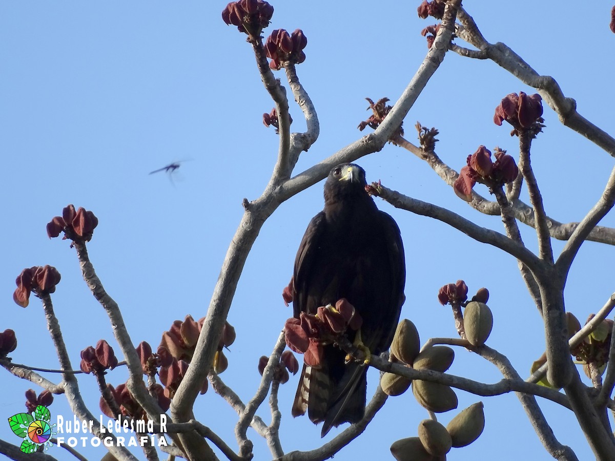 Zone-tailed Hawk - ML307000611