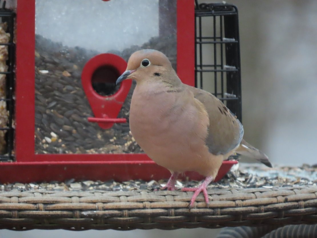 Mourning Dove - ML307001861