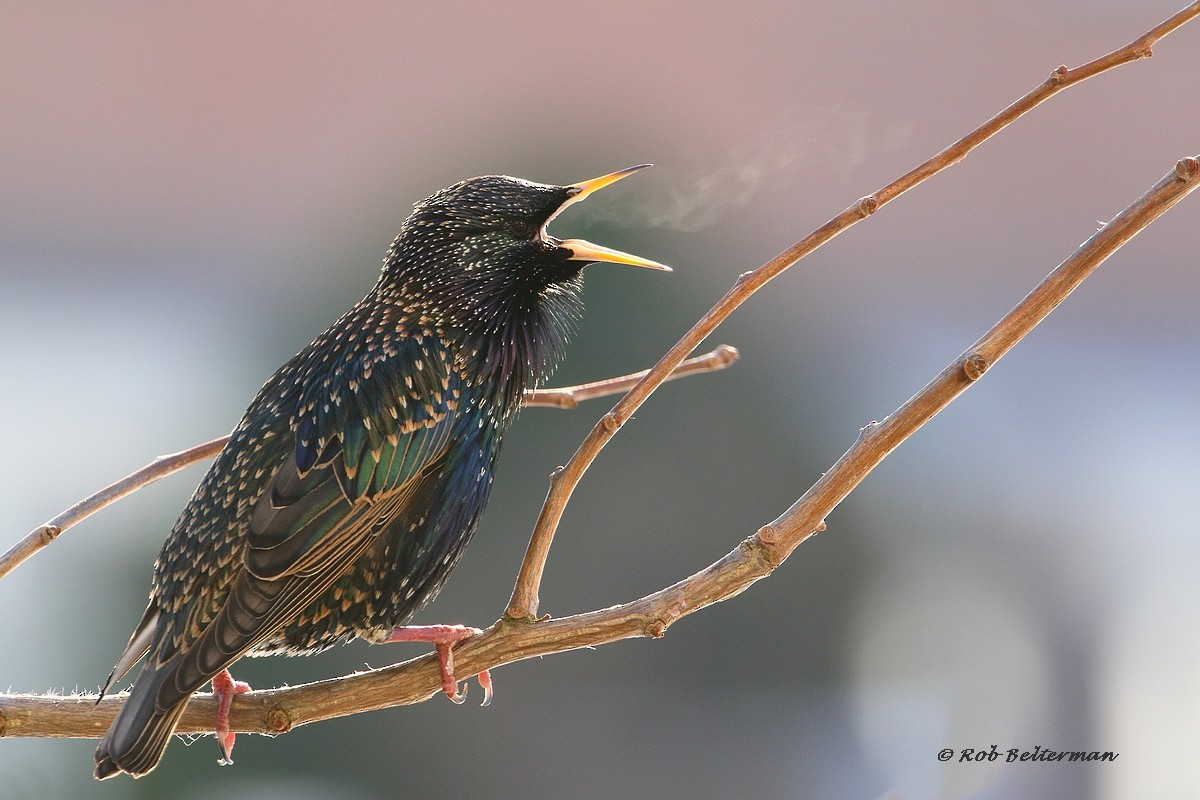 ホシムクドリ - ML307003681