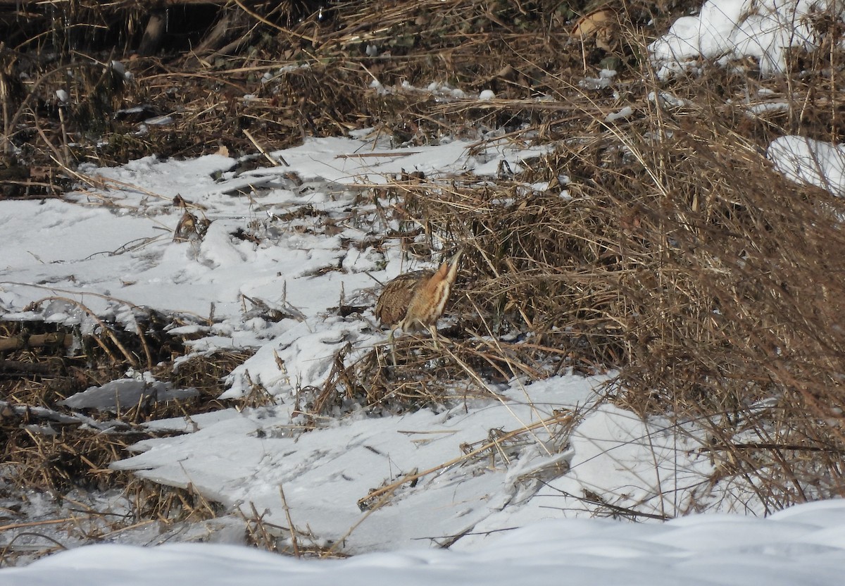 Great Bittern - ML307004341