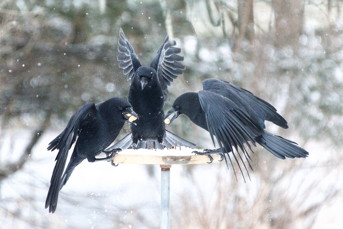 American Crow - Ron Jasiuk