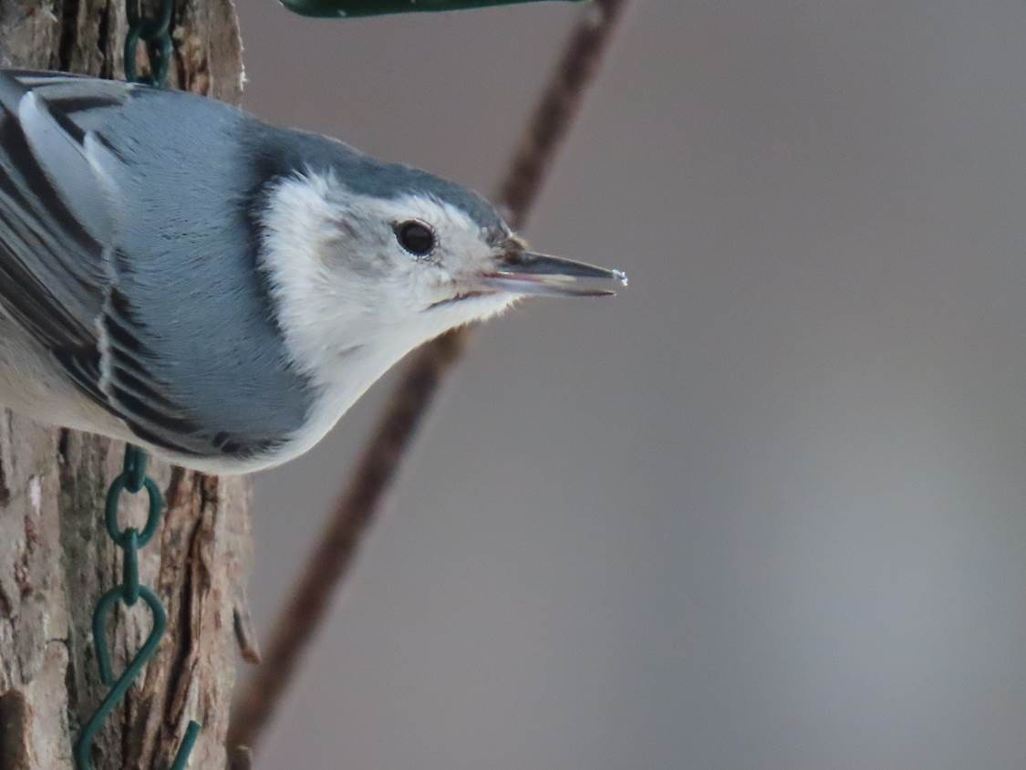 White-breasted Nuthatch - ML307005841