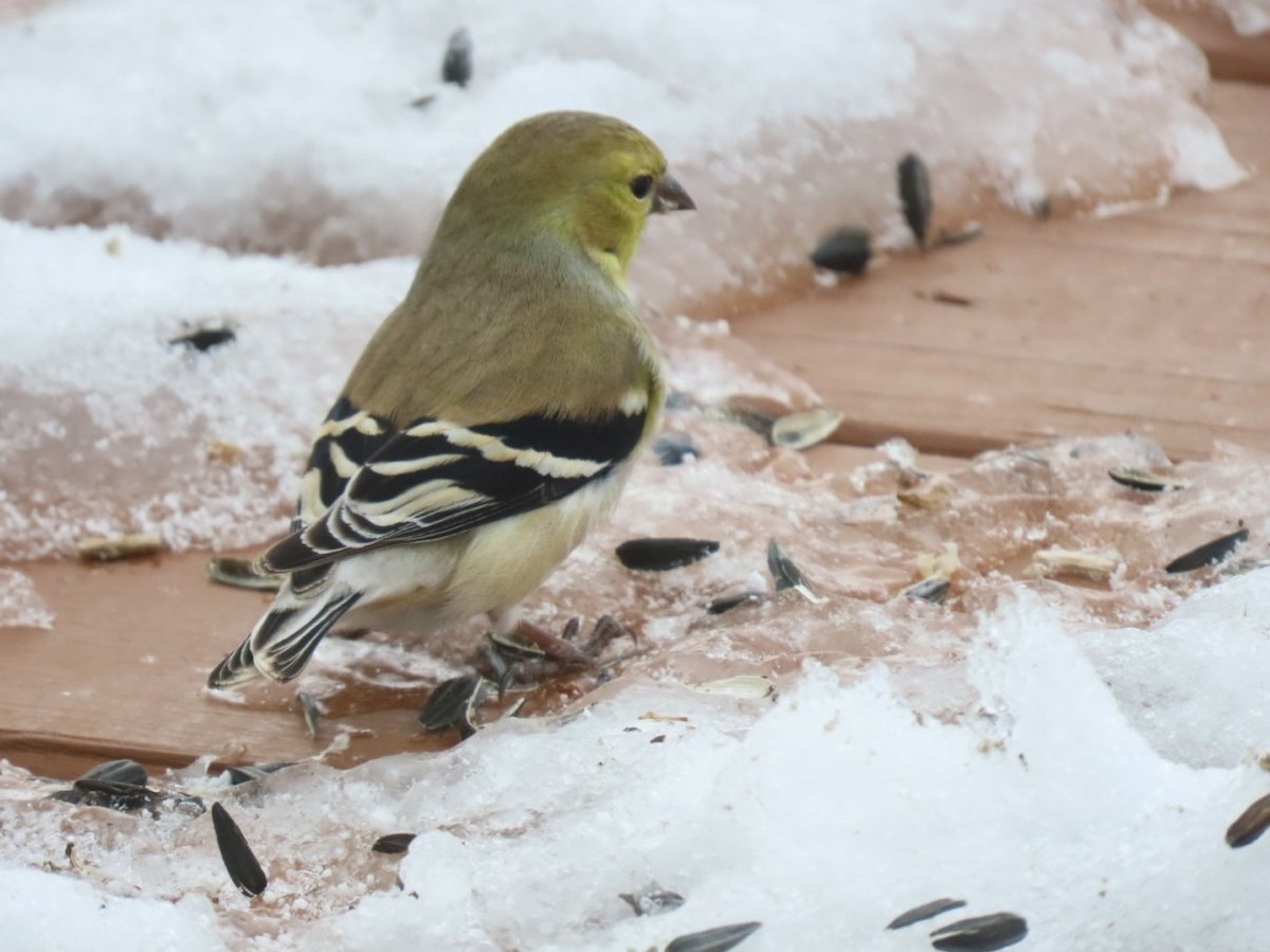 American Goldfinch - ML307006731