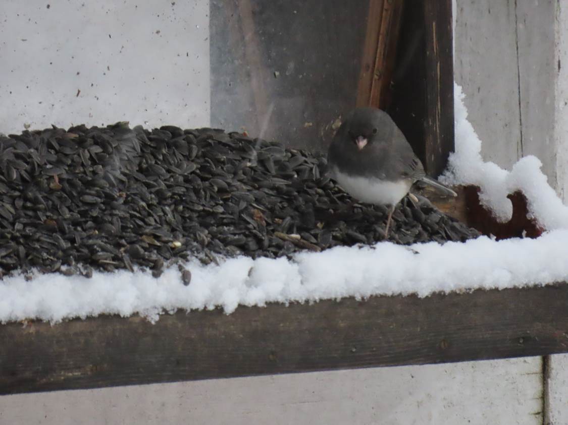 Dark-eyed Junco - ML307006991