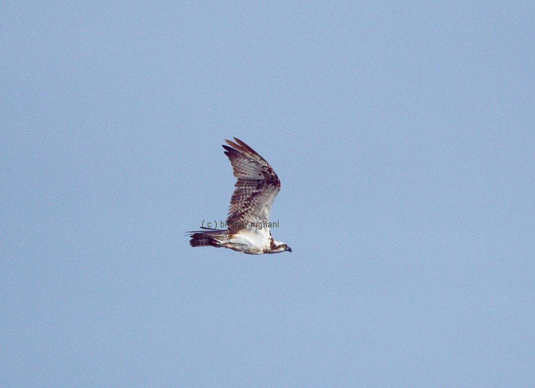 Osprey - BHARAT RUGHANI