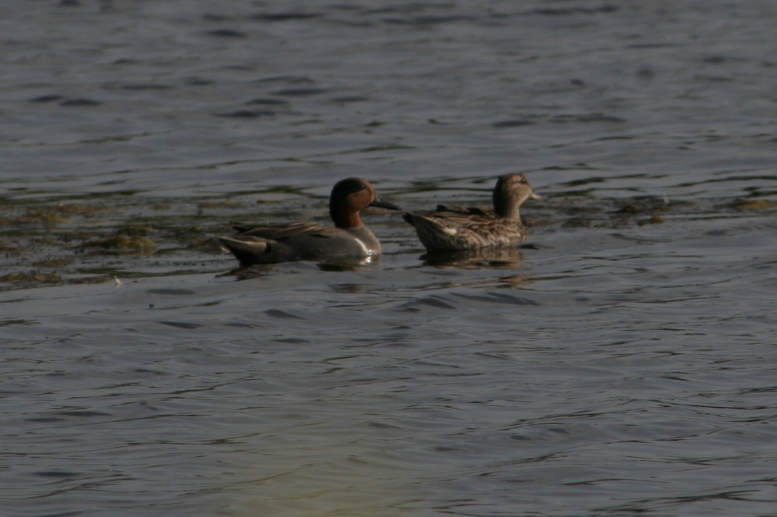 Green-winged Teal - ML307008431