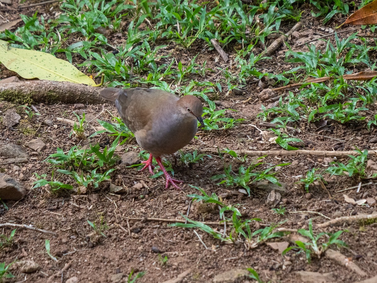 Gray-chested Dove - ML307009461