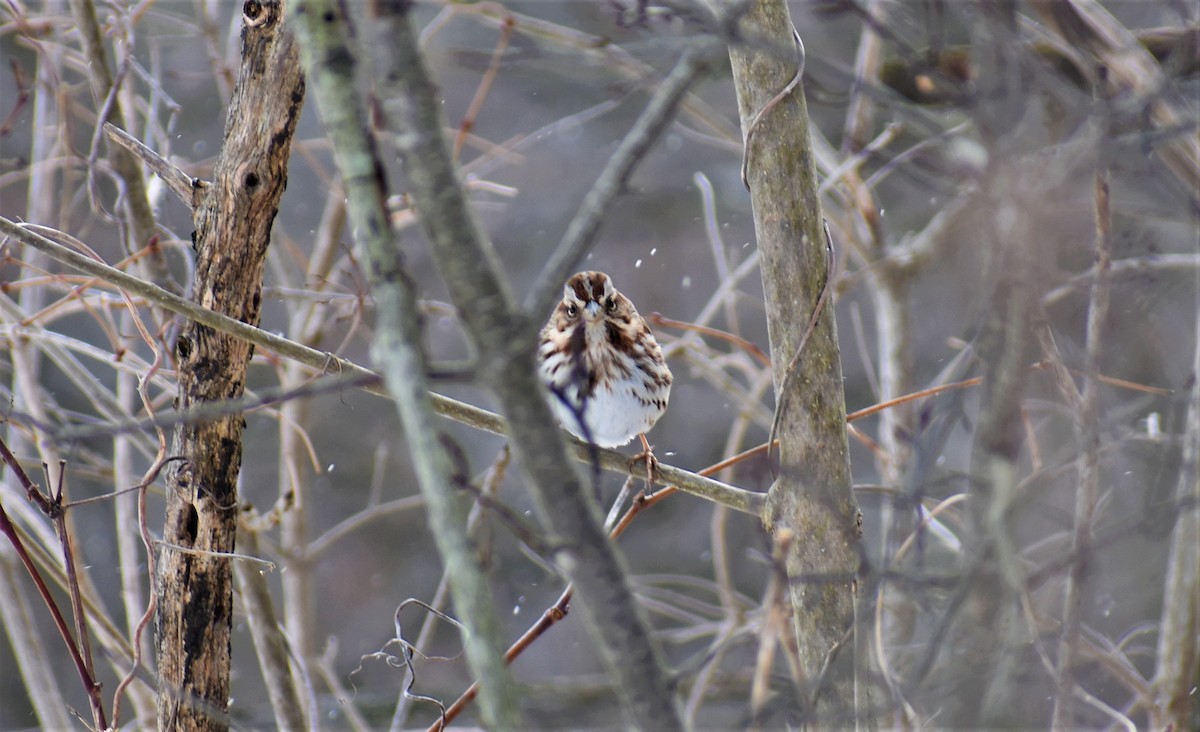 Song Sparrow - ML307009731