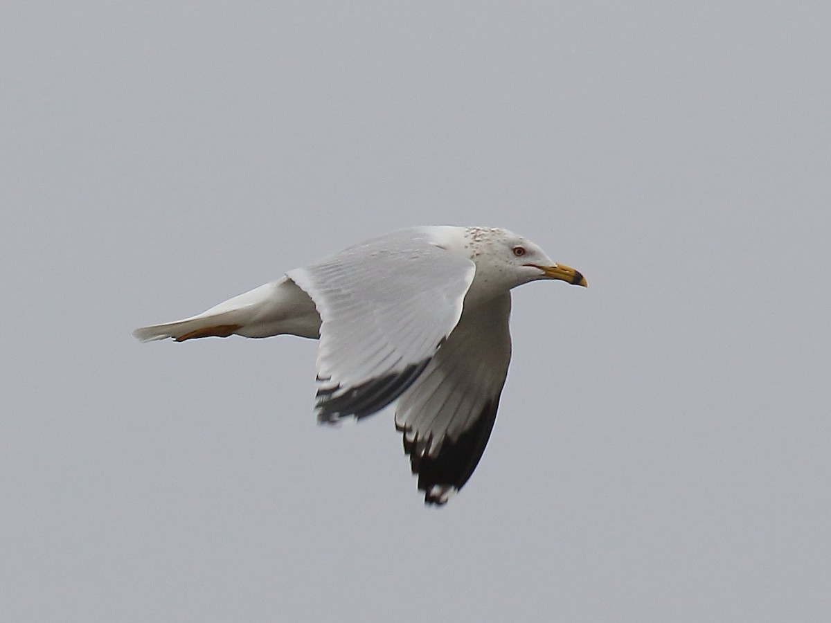 Ring-billed Gull - Doug Beach