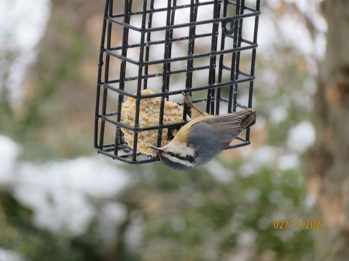 Red-breasted Nuthatch - ML307010531