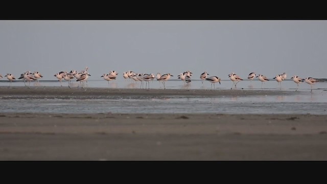 Crab-Plover - ML307010841