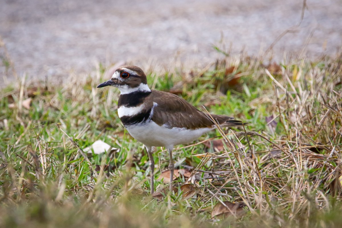 Killdeer - Patti Savage