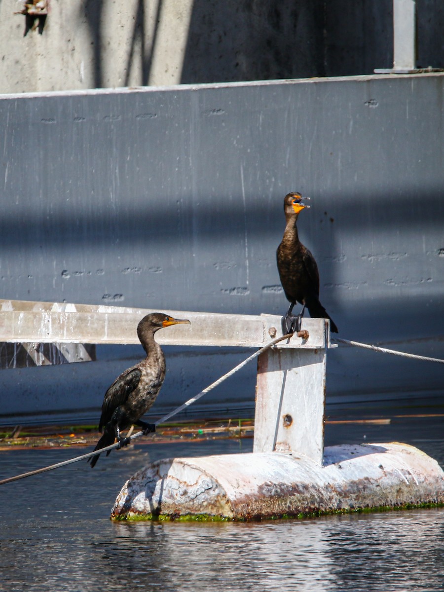 Double-crested Cormorant - Patti Savage