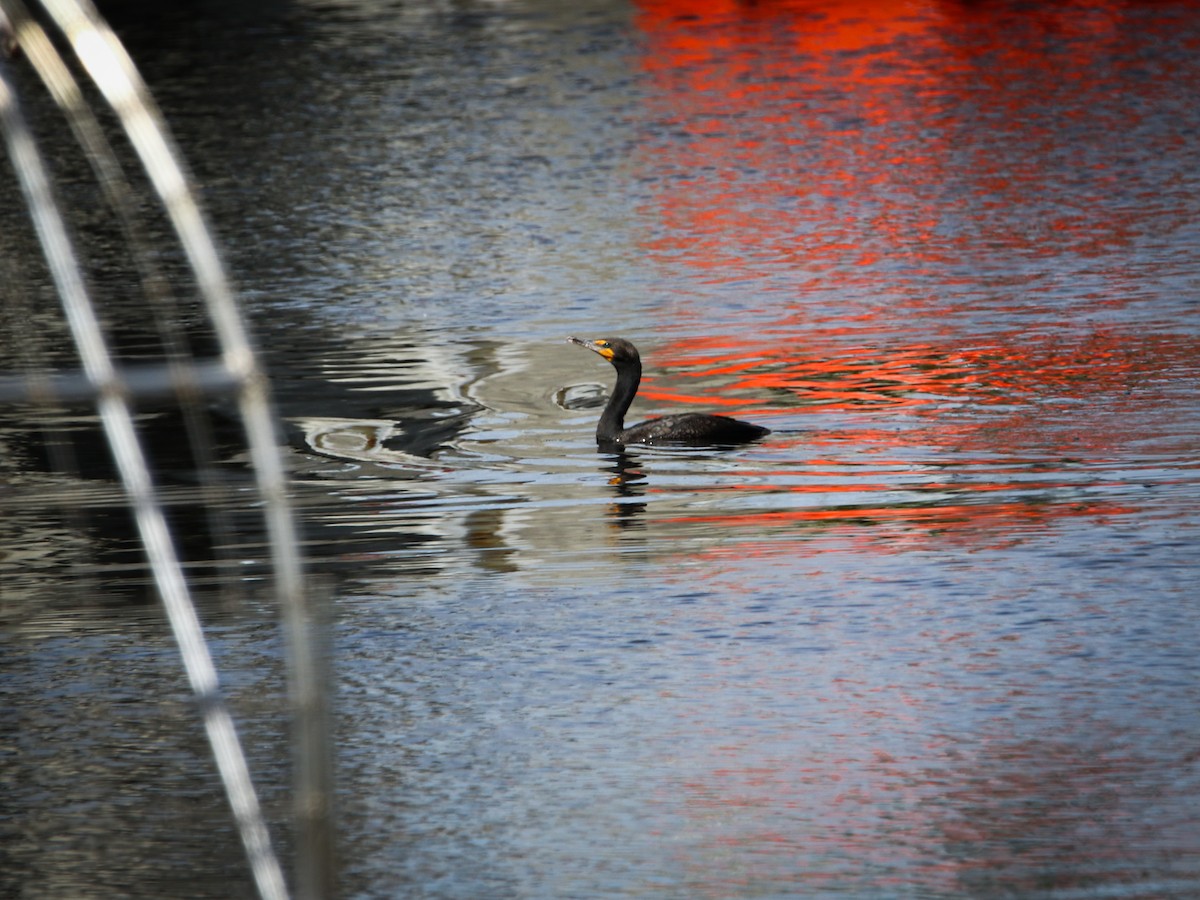 Double-crested Cormorant - ML307012221