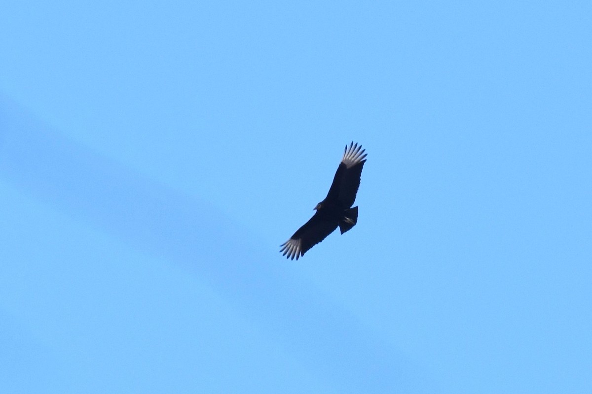 Black Vulture - ML307012241