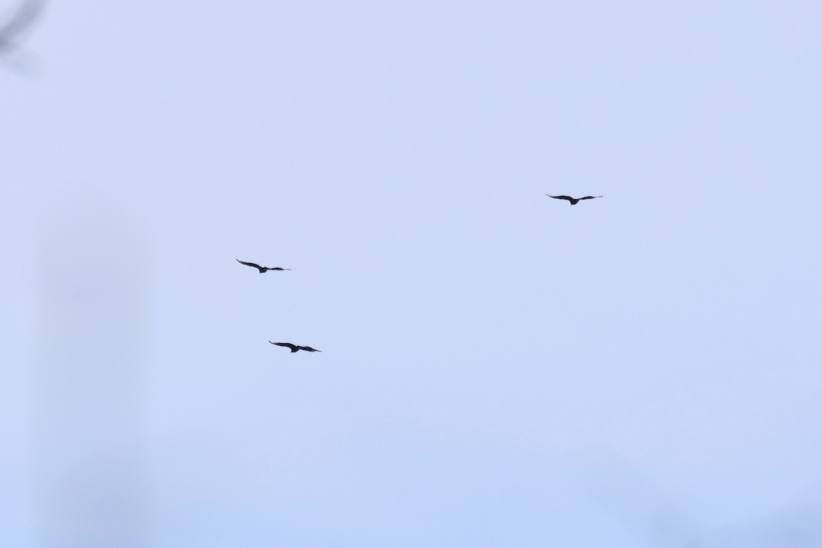 Black Vulture - ML307012251