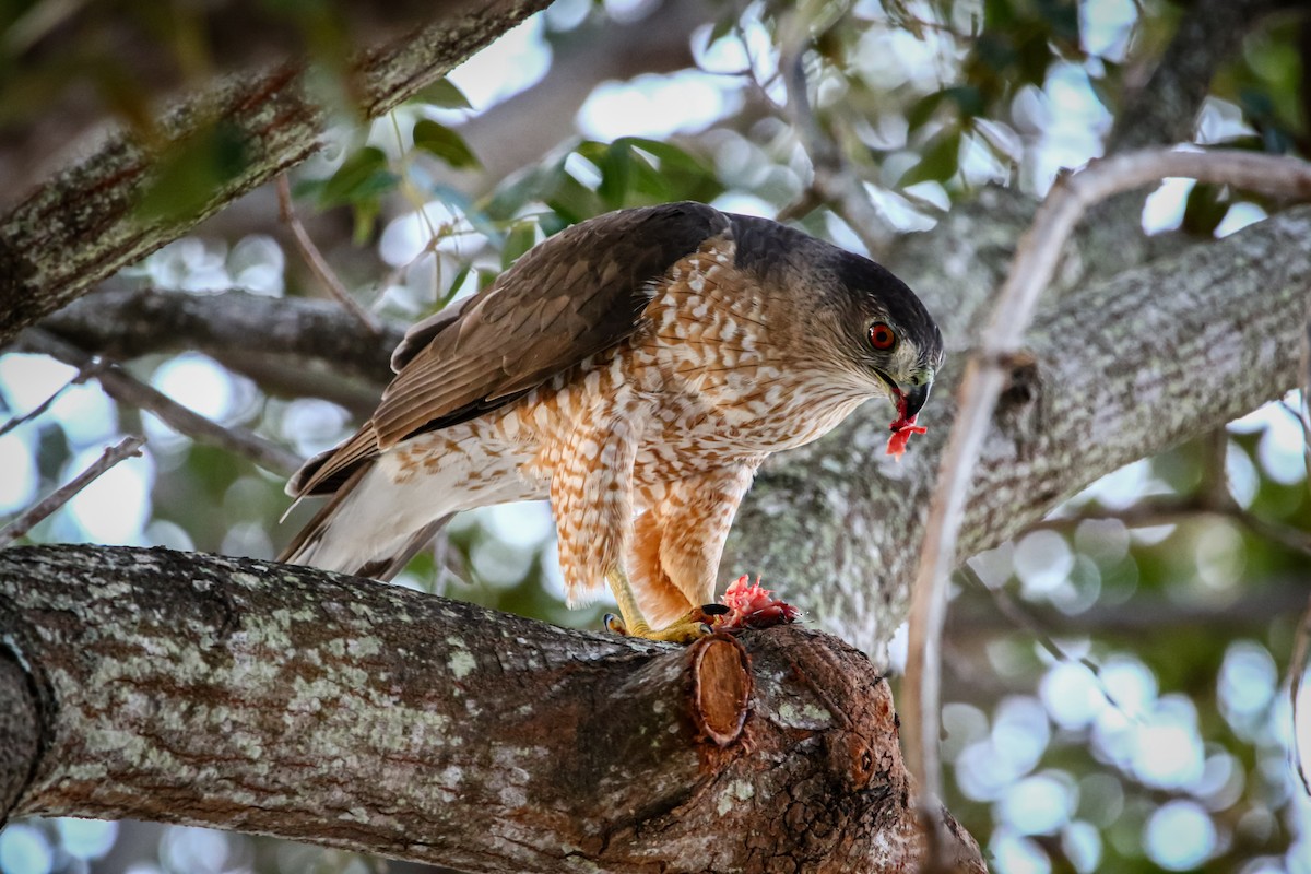 Cooper's Hawk - ML307014751