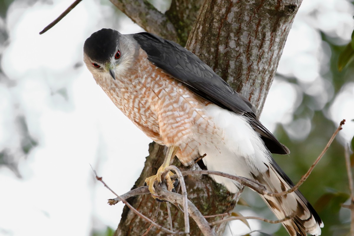 Cooper's Hawk - ML307014781