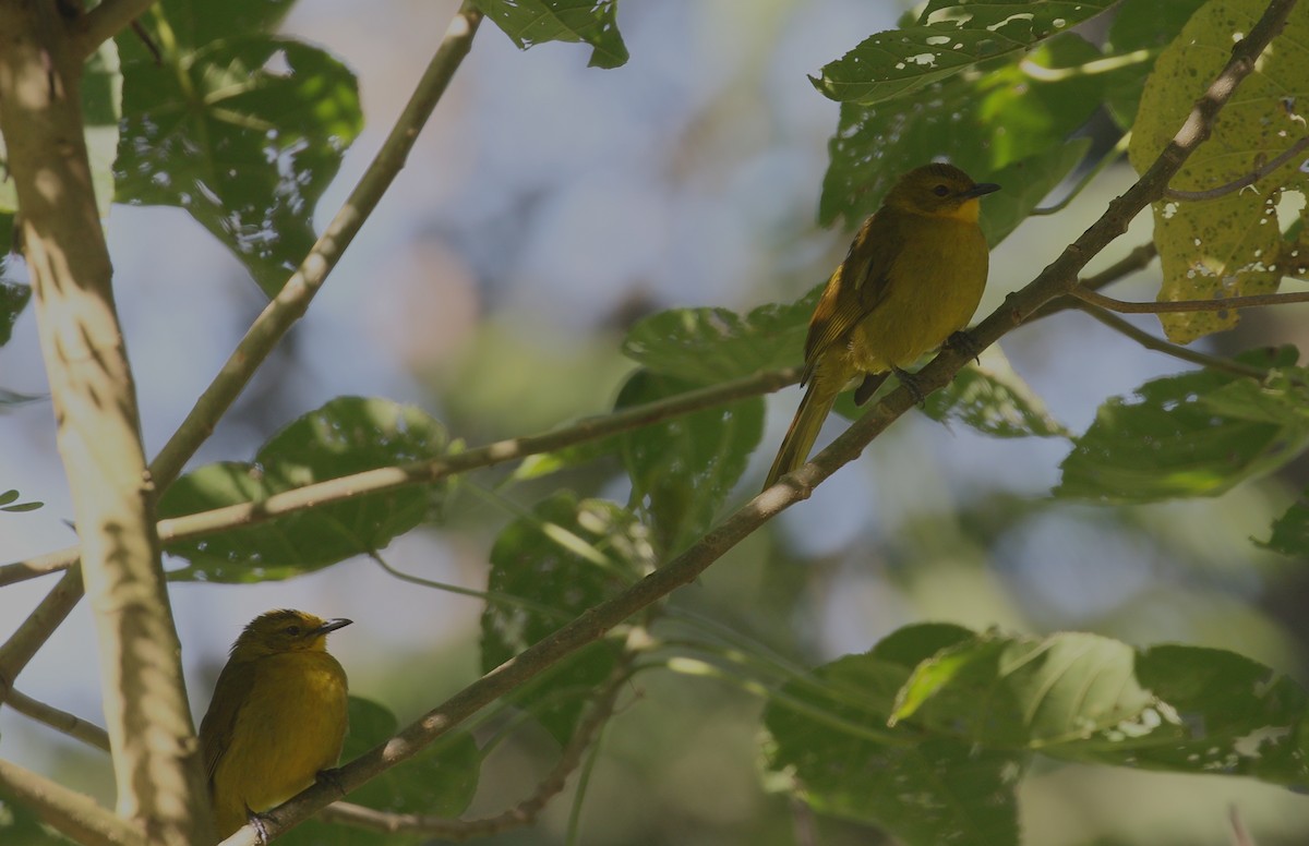 Bulbul Alegre - ML307016431