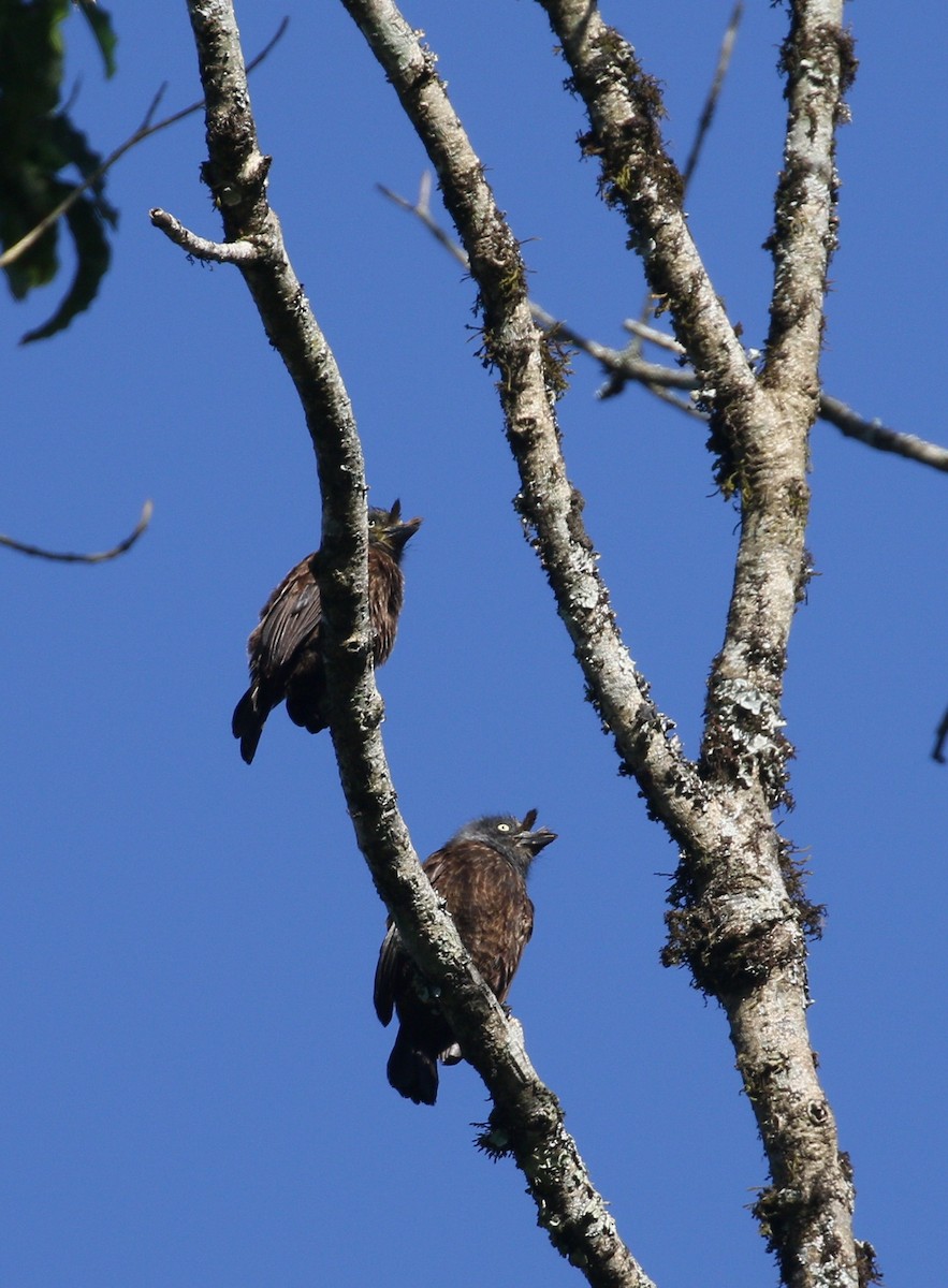 Trauerbartvogel - ML307017261