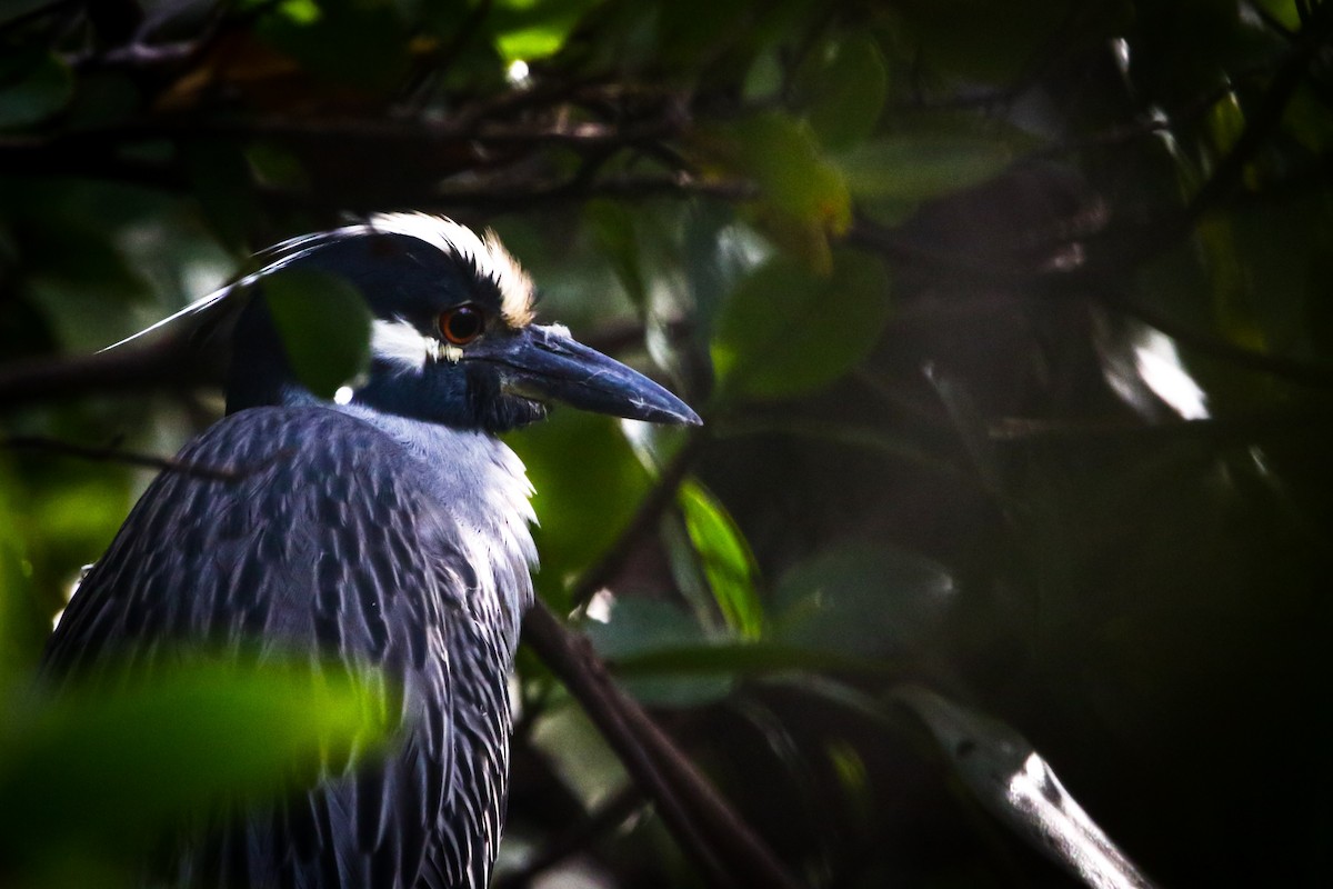 Yellow-crowned Night Heron - ML307017421