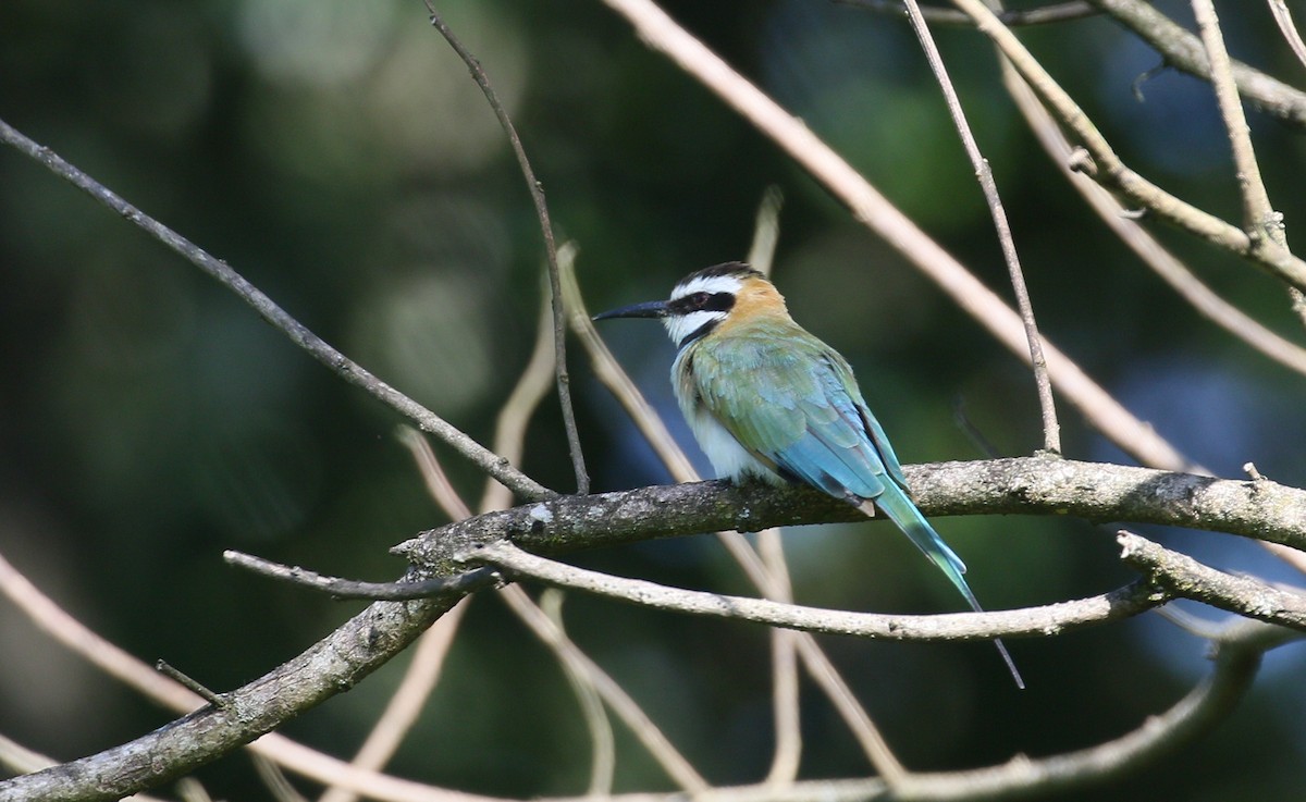 White-throated Bee-eater - simon walkley