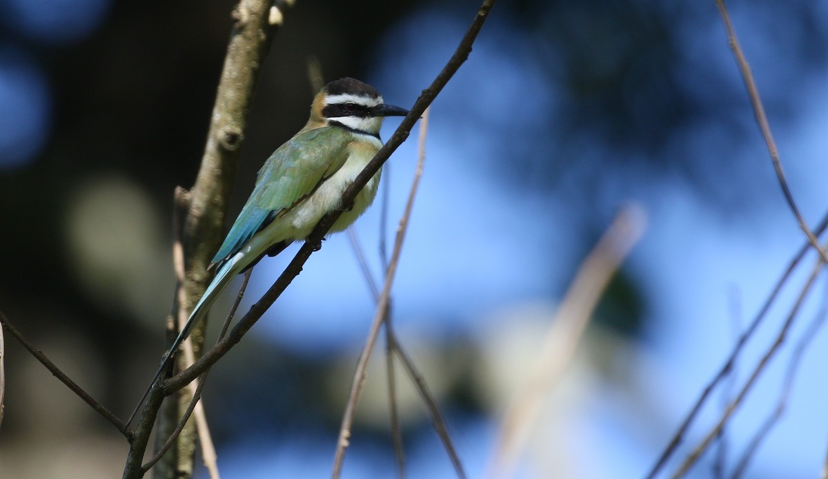 White-throated Bee-eater - simon walkley