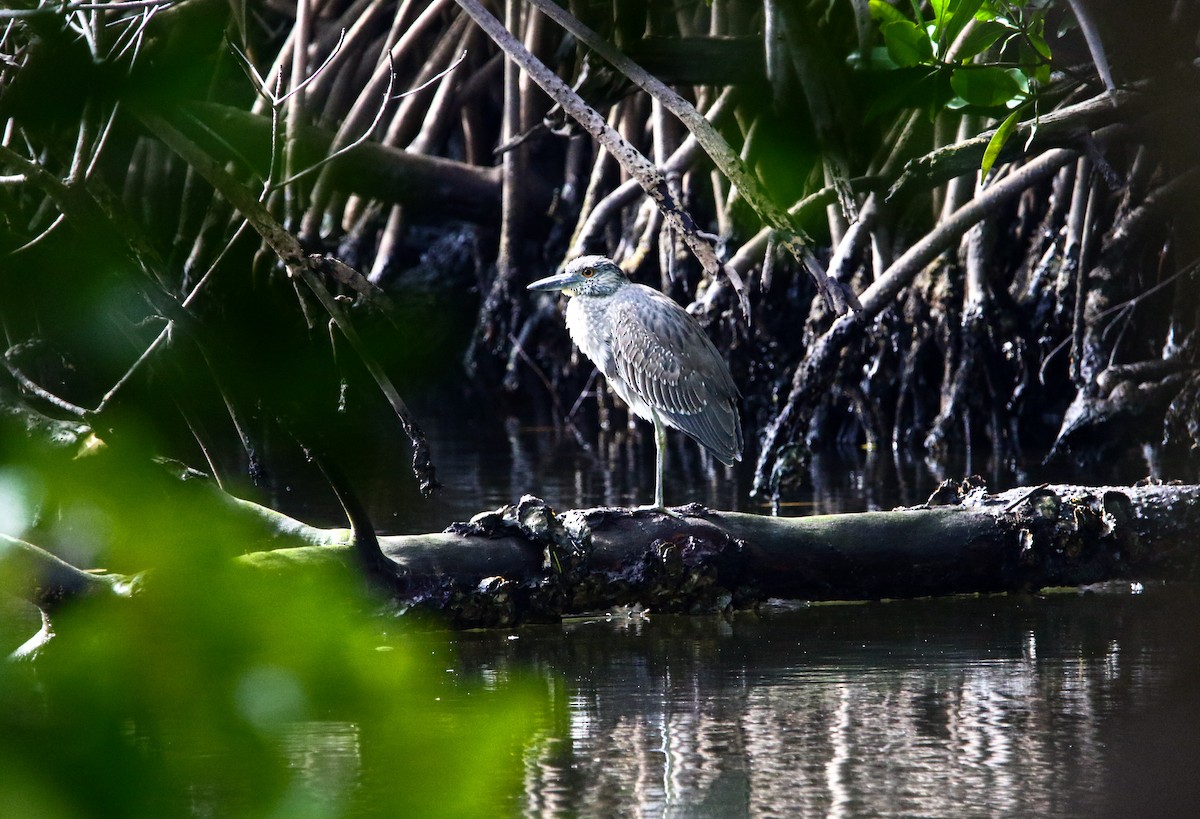 Yellow-crowned Night Heron - Patti Savage